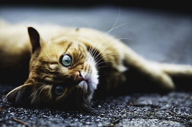 猫第三眼睑能自愈吗